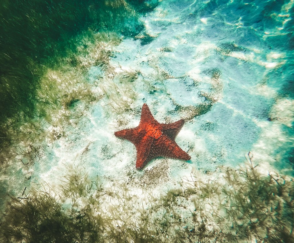 Etoile de mer Ranguana Caye Belize