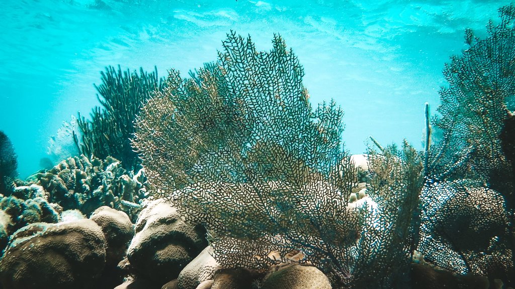 barriere de corail snorkeling belize