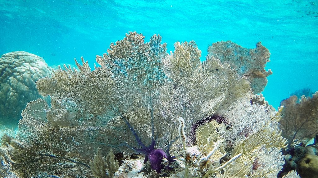 barriere de corail sous l'eau belize