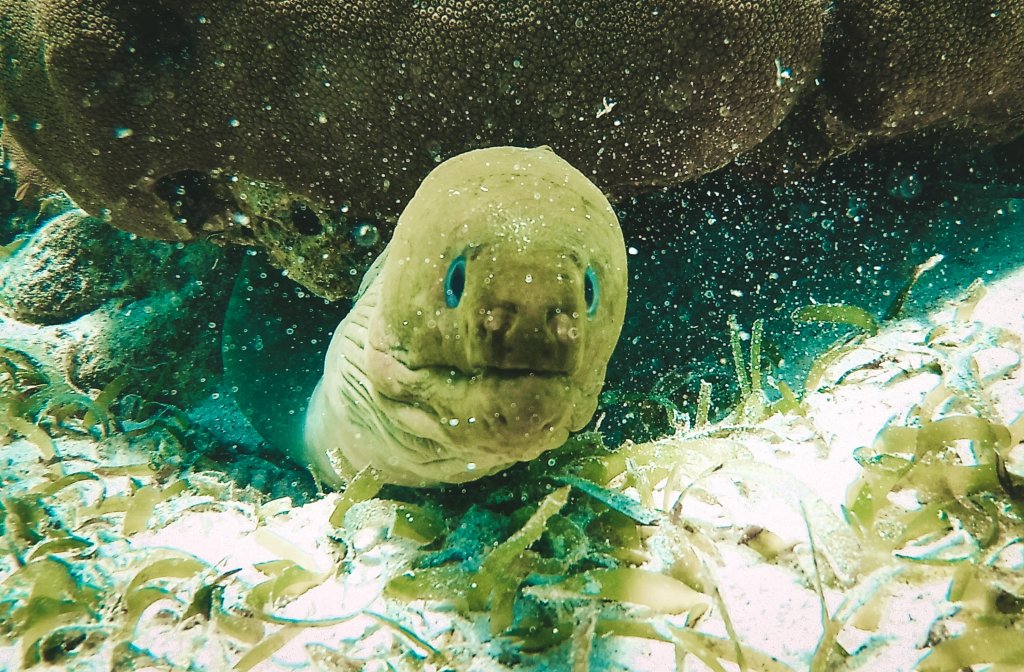 murene reserve hoi chan belize