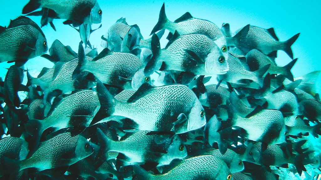 poissons snorkeling belize