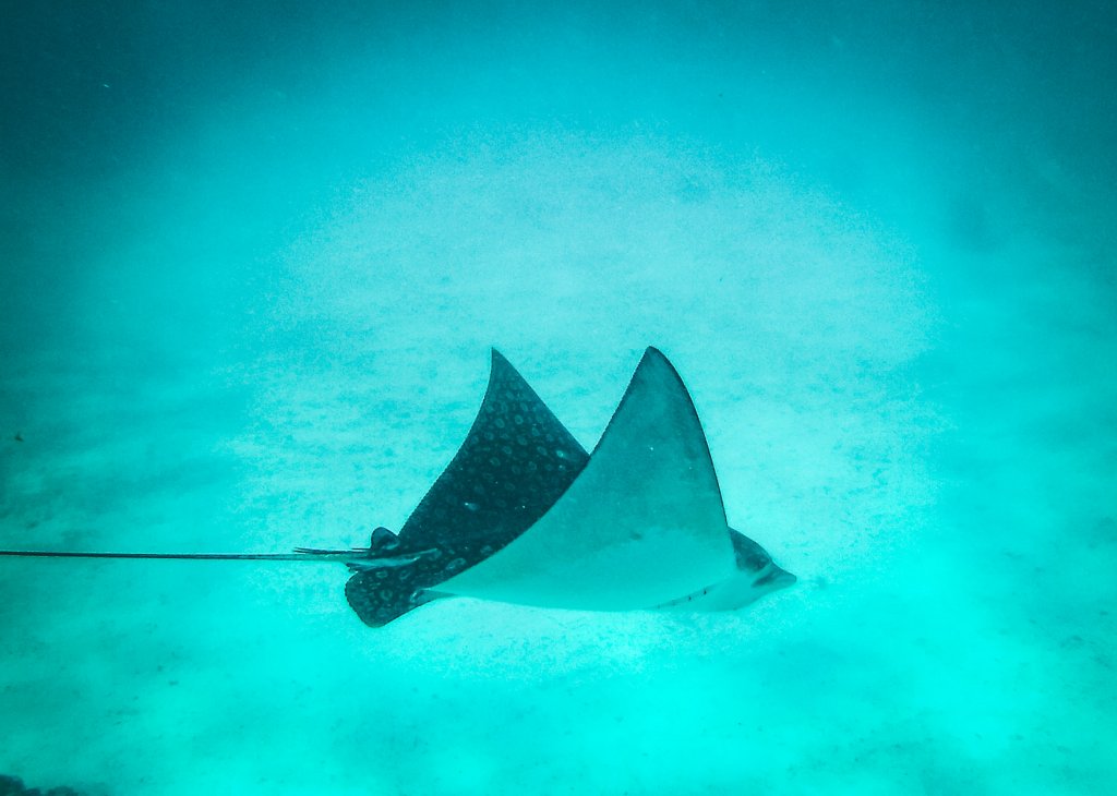 raie snorkeling belize