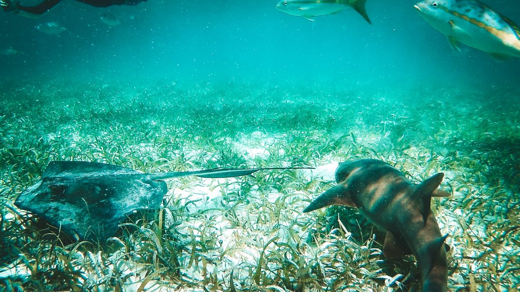 ray alley belize requin et raie