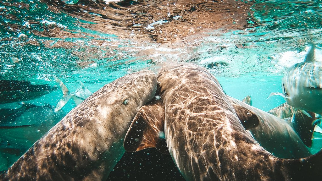 ray alley belize requins