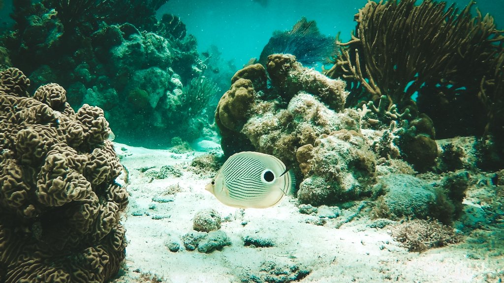 recif corail et poisson belize snorkeling