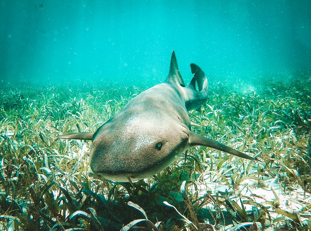 requin nourrice snorkeling ray alley belize