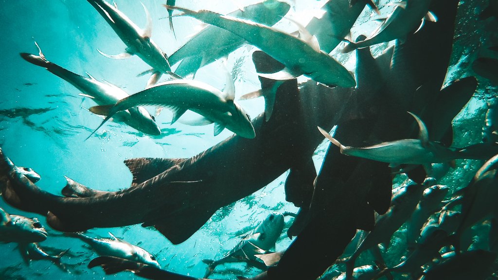 requins belize ray alley