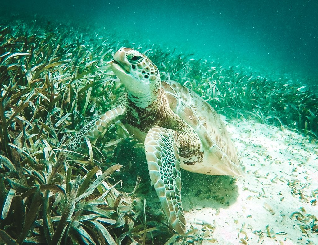 tortue belize reserve hoi chan