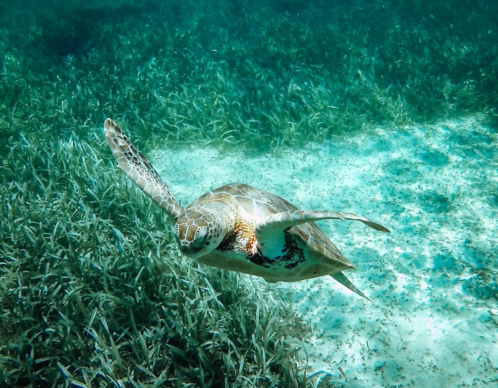 tortue reserve hoi chan belize