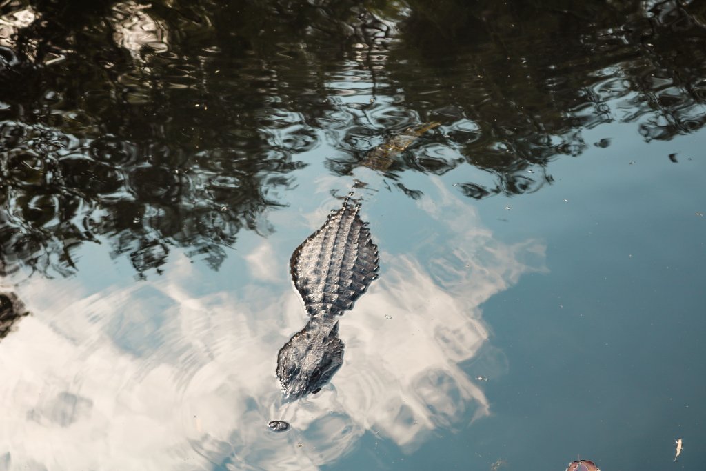 alligator everglades floride