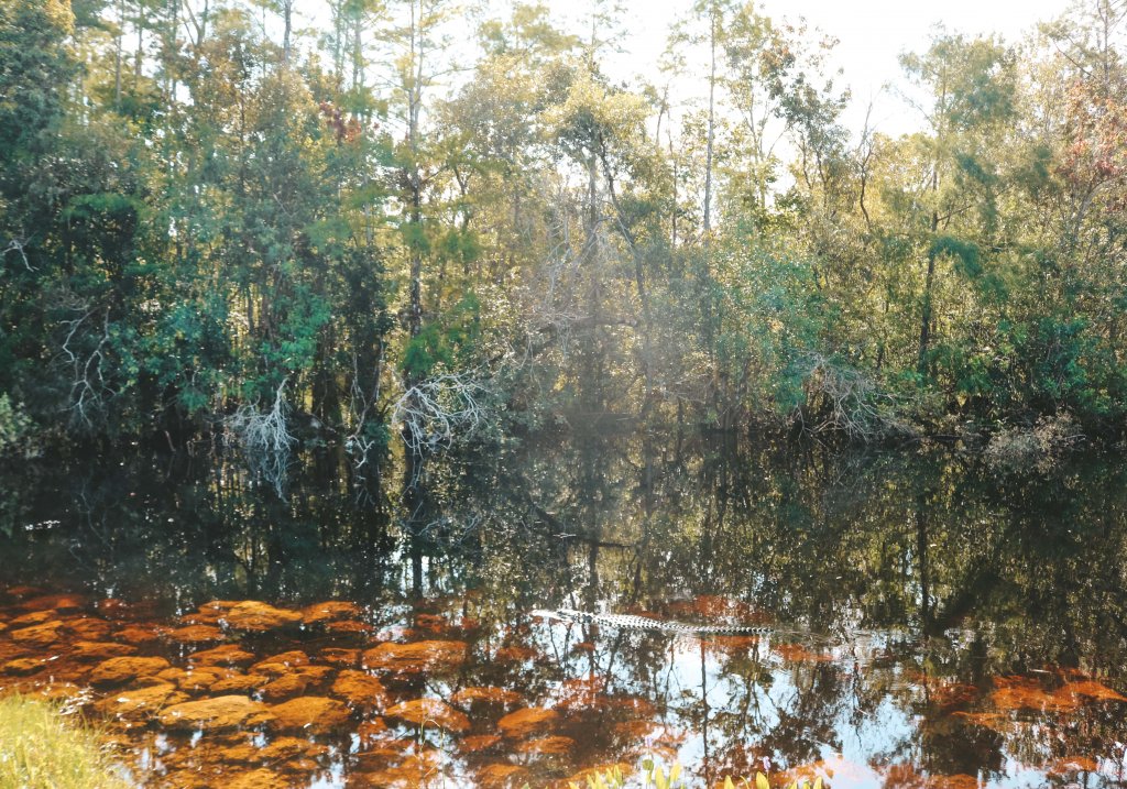 floride everglades alligator