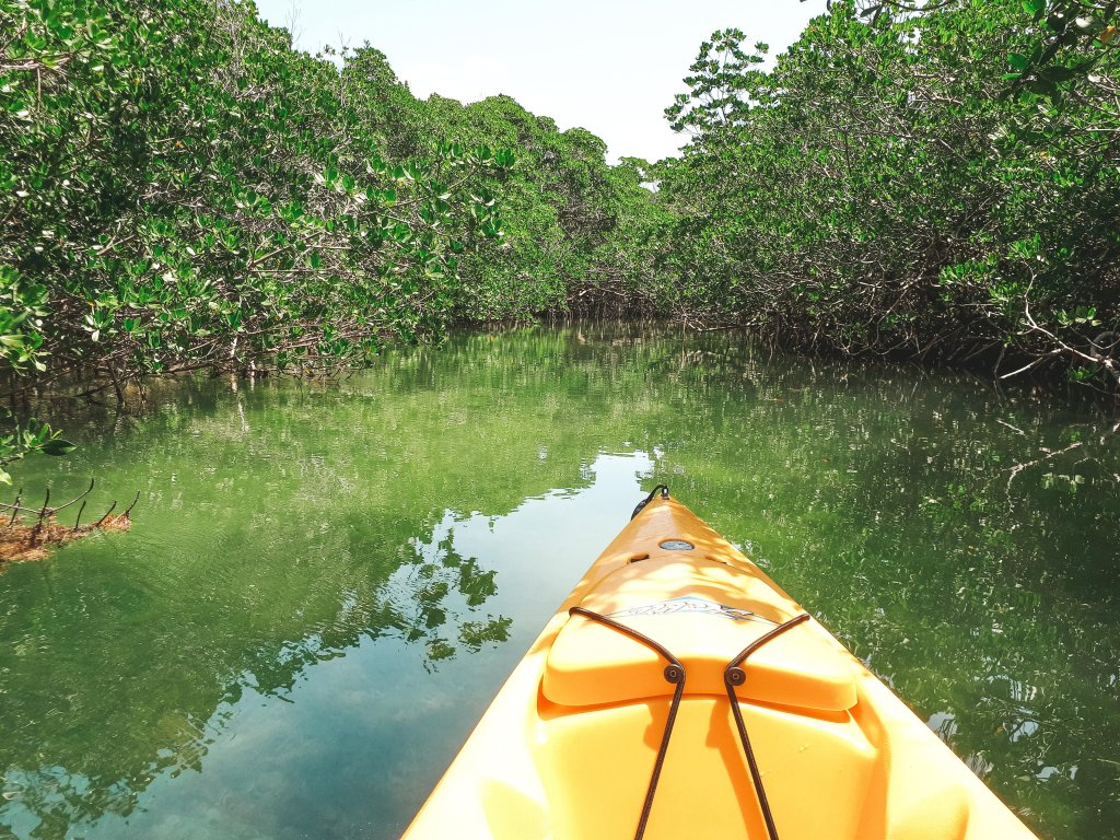 mangrove keys kayak islmorada