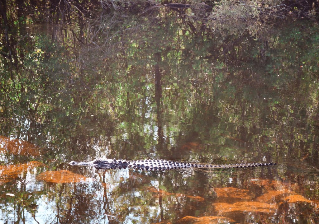 Alligator Everglades Florida