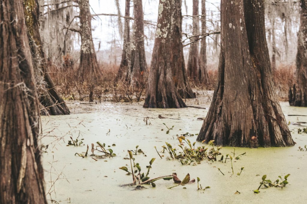 bayou louisiane usa marais