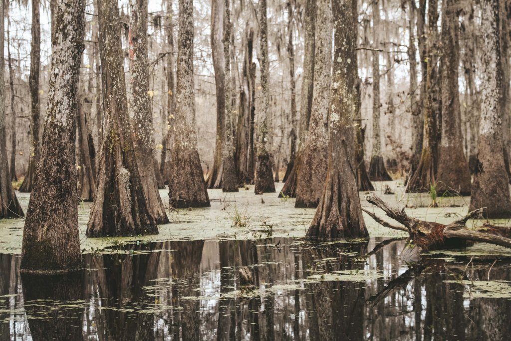 bayou marais louisiane