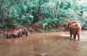 cambodge mondulkiri éléphant