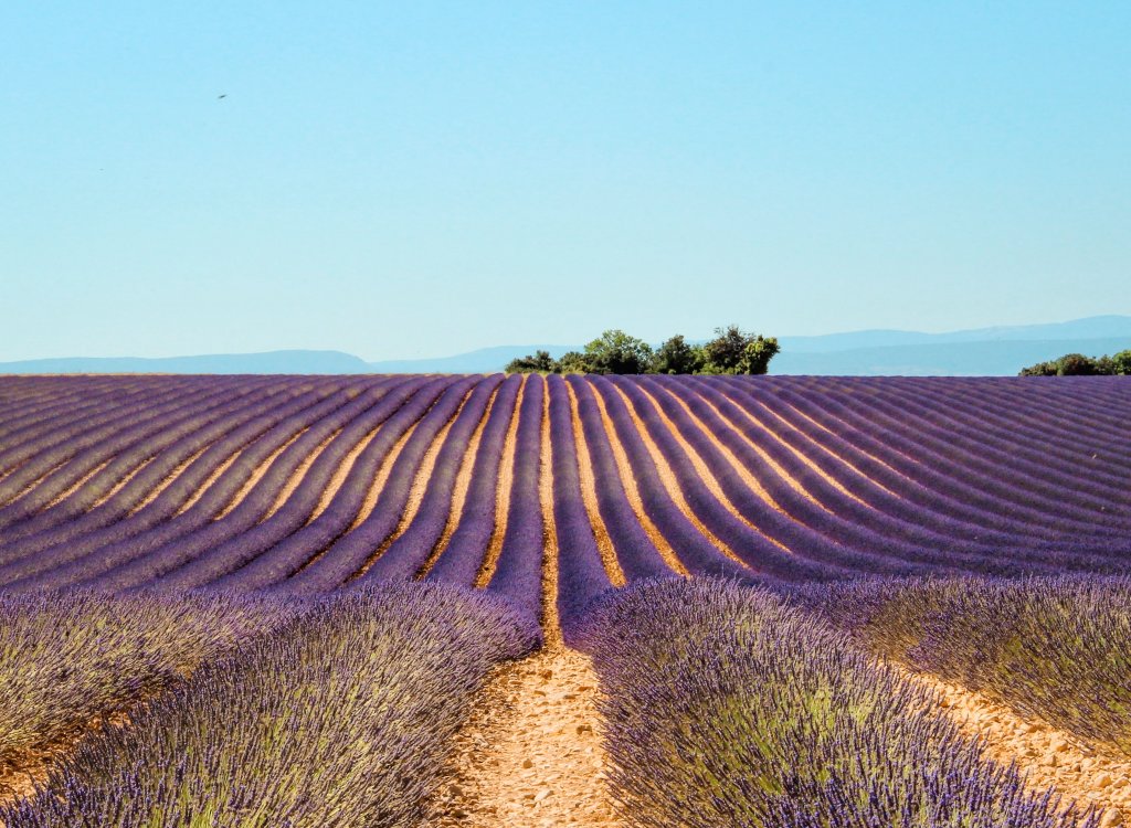 lavande valensole champ france