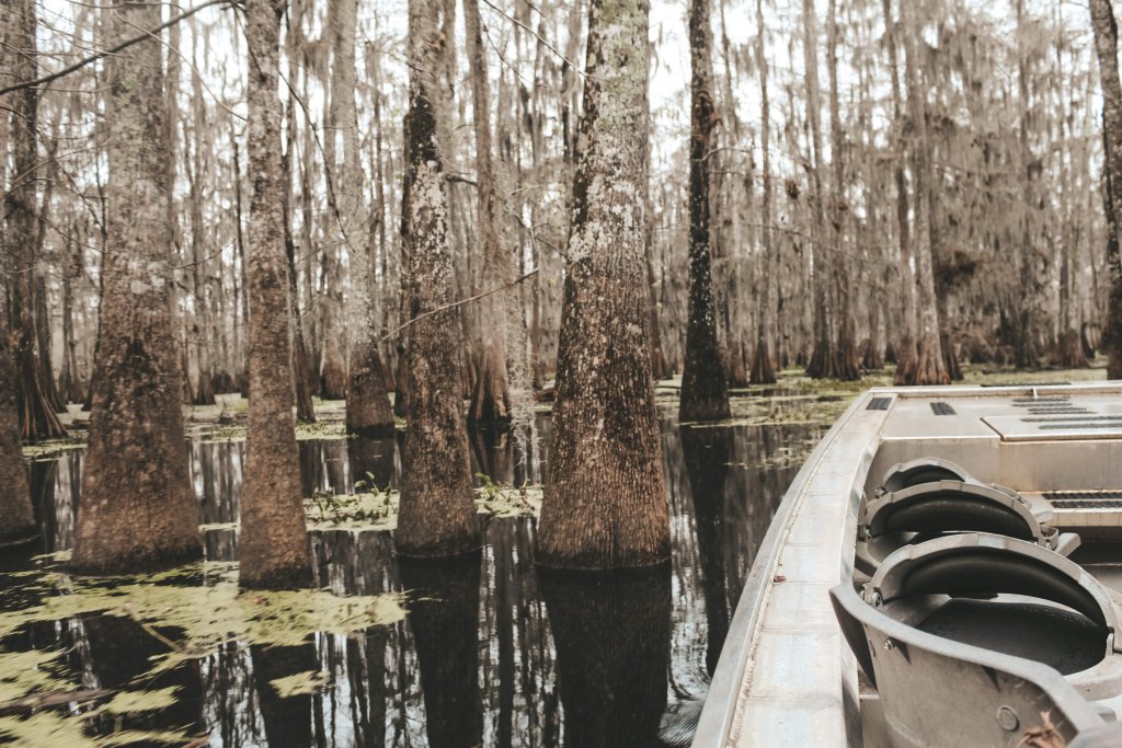 marais bayou louisiane usa