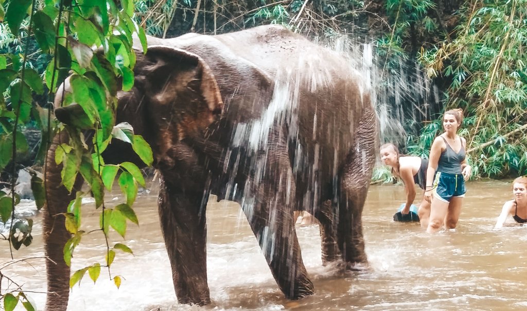 mondulkiri elephant cambodge