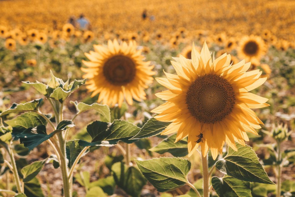 tournesol valensole provence coucher de soleil