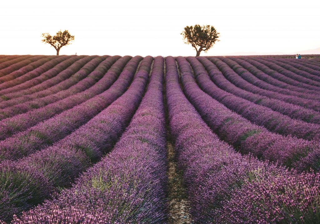 valensole champ de lavande france coucher de soleil