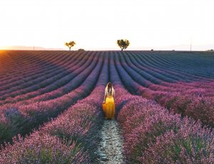 valensole provence lavande france coucher de soleil