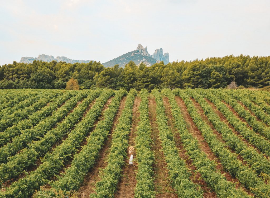 vignes champs montmirail vaucluse