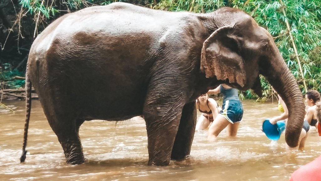 éléphants mondulkiri cambodge