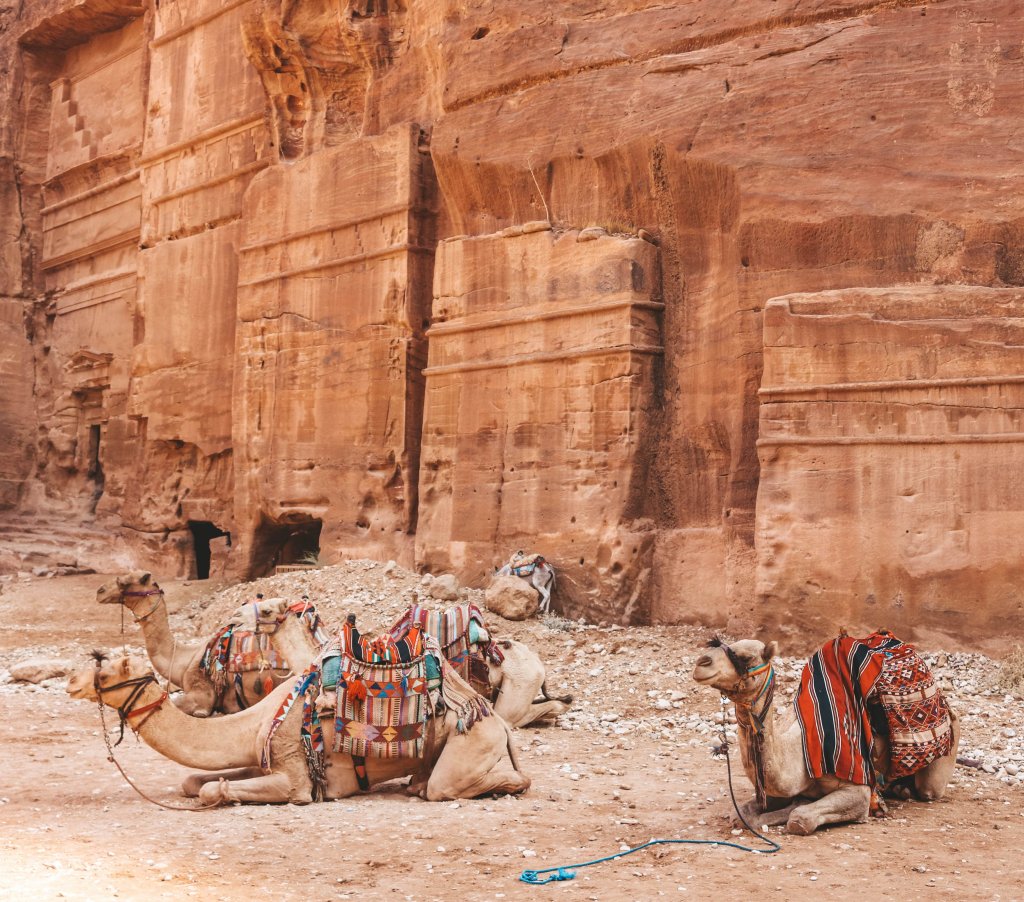 Dromadaires Petra Jordanie