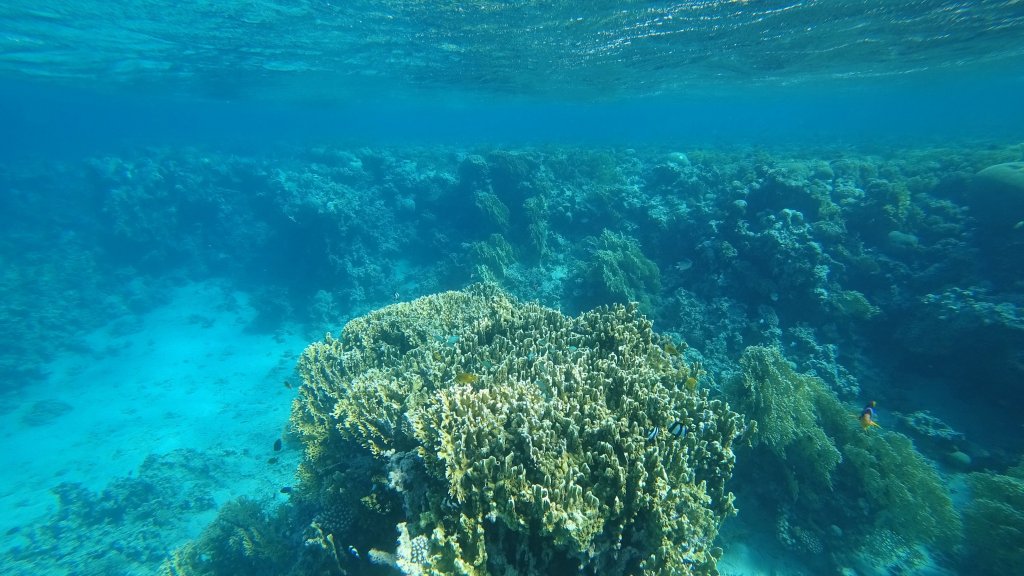 Mer Rouge Aqaba snorkeling Jordanie