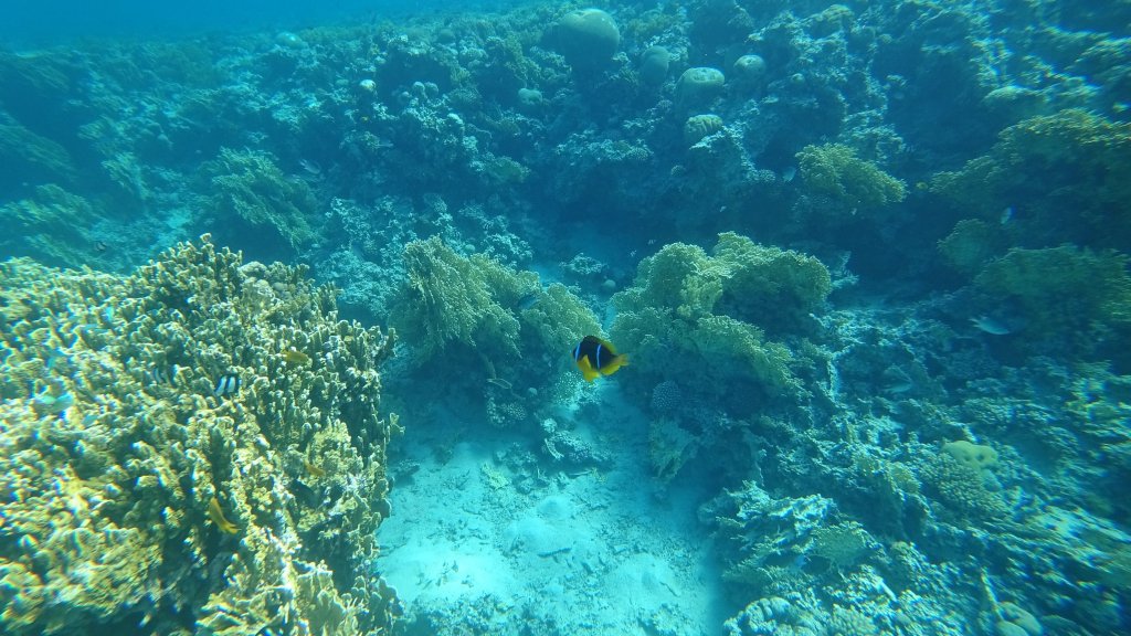Mer Rouge snorkeling Aqaba Jordanie