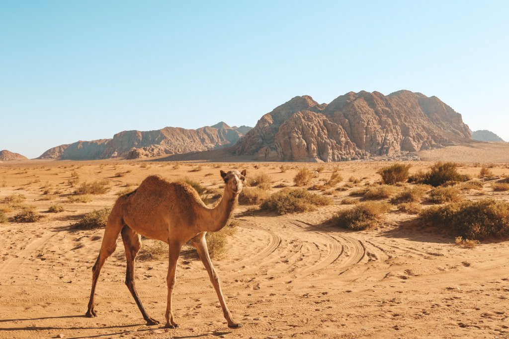 dromadaire wadi rum Jordanie