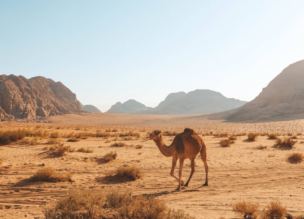 wadi rum jordanie dromadaire