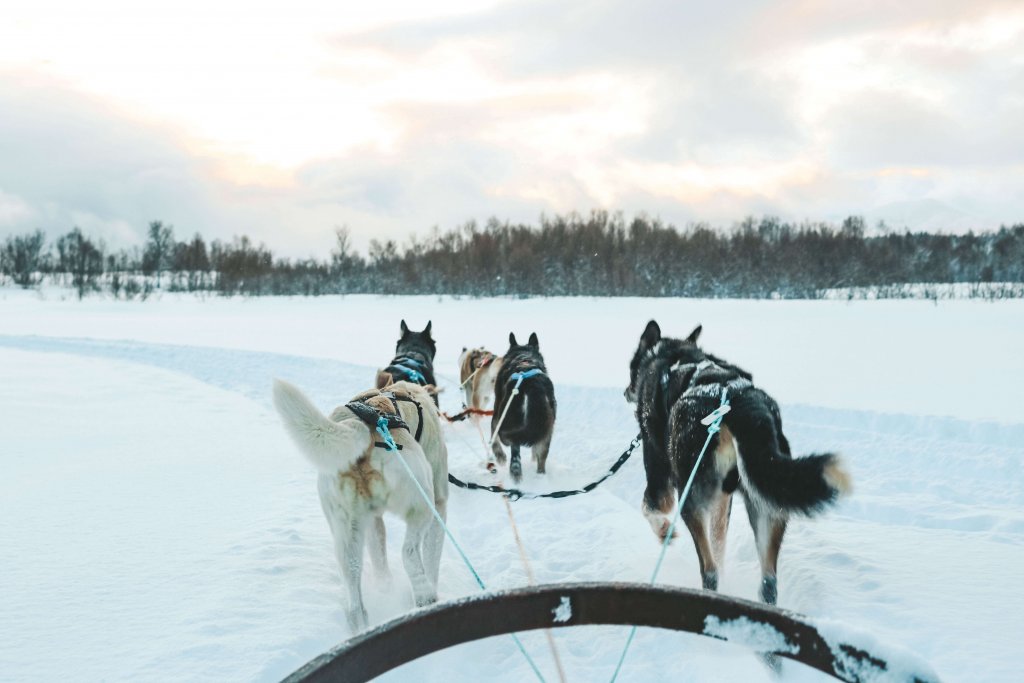 Chien de traineau Tromso