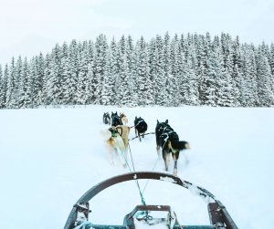 Chien de traineau Tromso Norvege