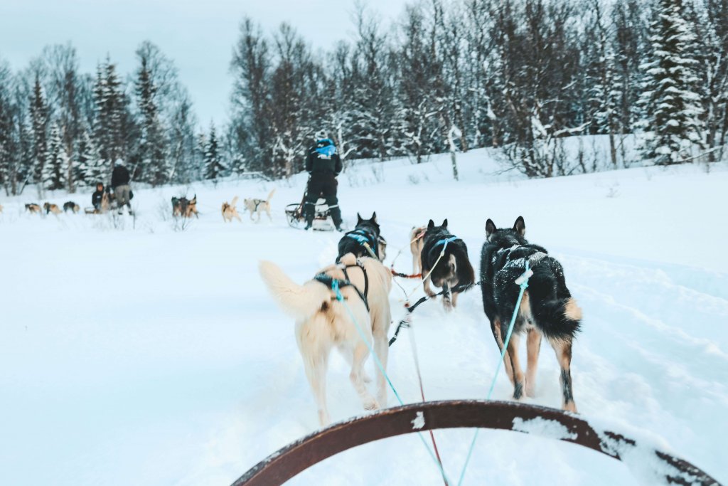 Chien de traineau Tromso Norvege Villmarkssenter