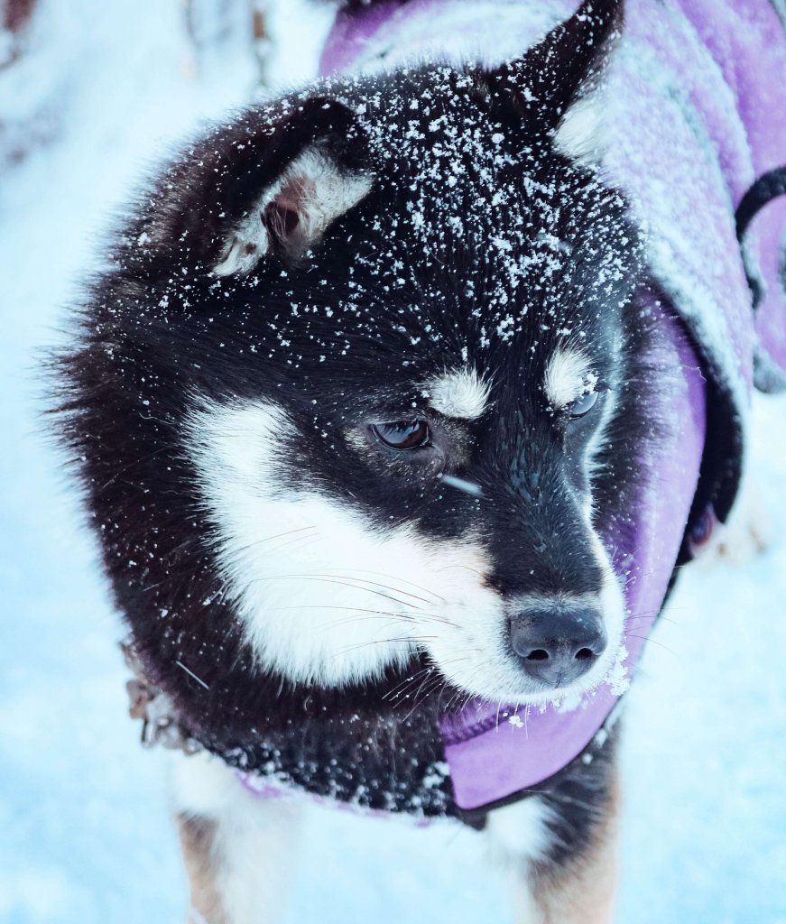 Husky Chien de traineau Tromso Norvege