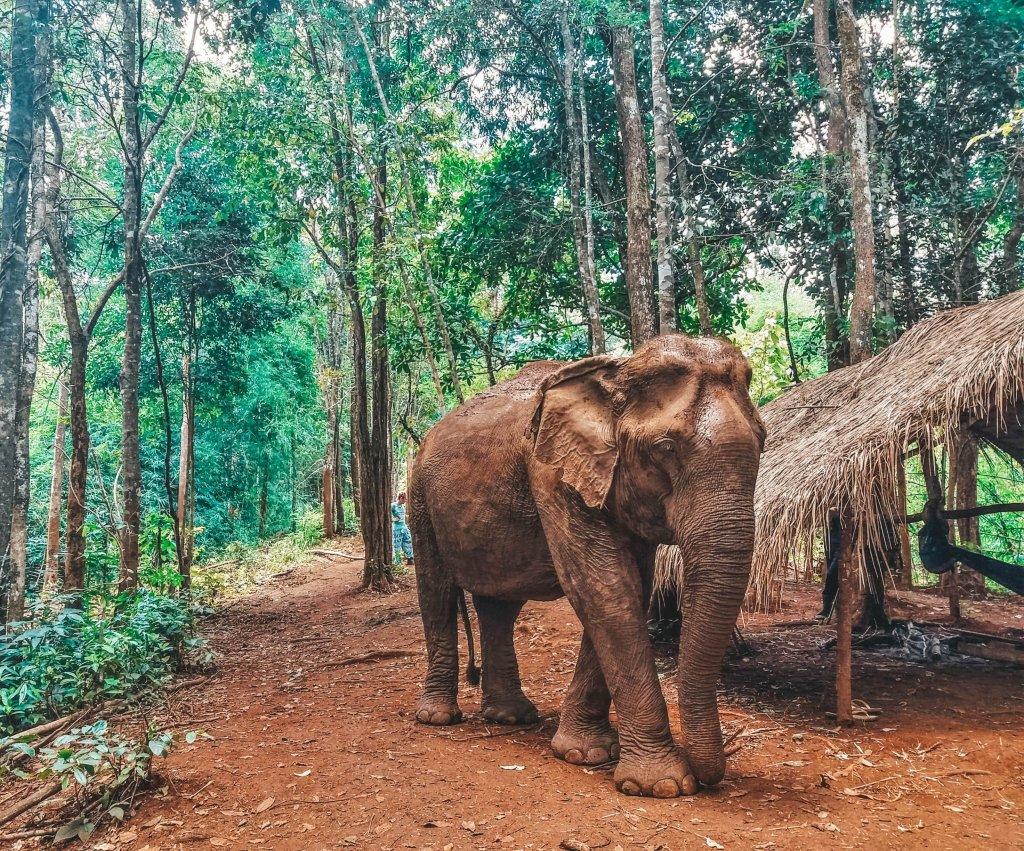 Elephant Mondulkiri Project jungle Cambodge