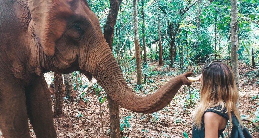 Nourrir Elephant Mondulkiri Project Cambodge