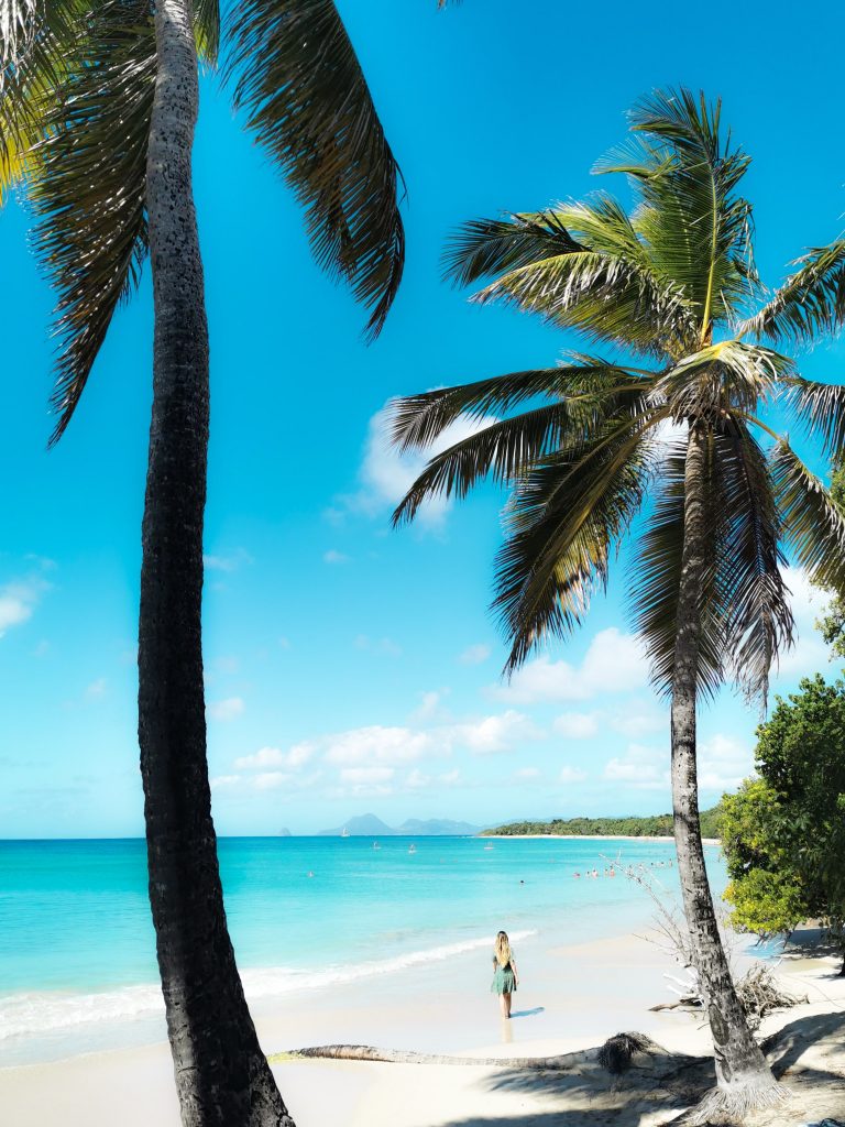 Anse des Salines plage et cocotier