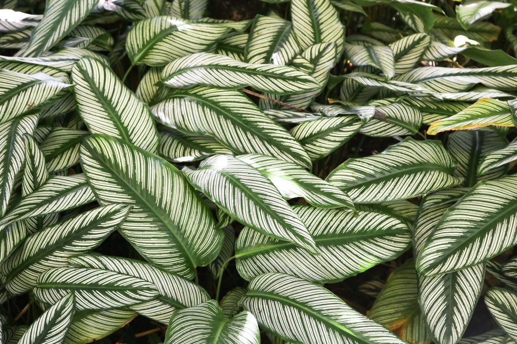 Feuilles jardin de balata