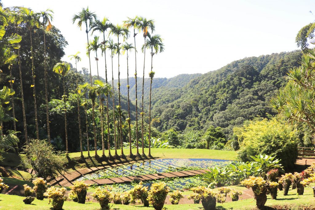 Vue jardin de balata martinique