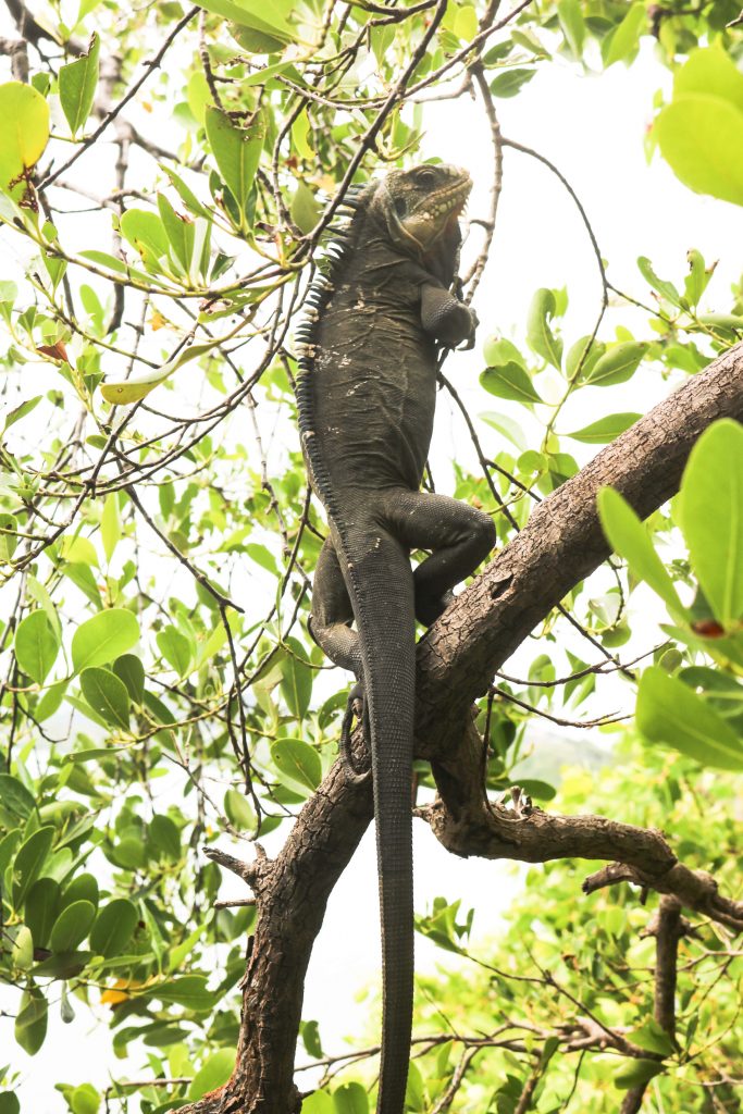 iguane ilet chancel