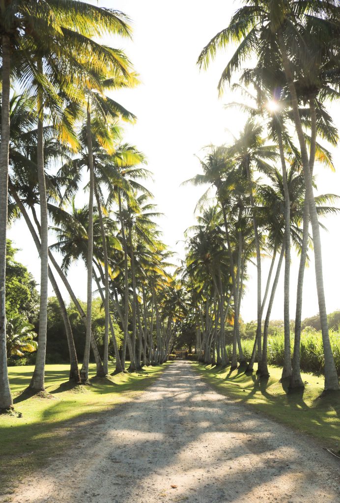 palmeraie de l'habitation clément