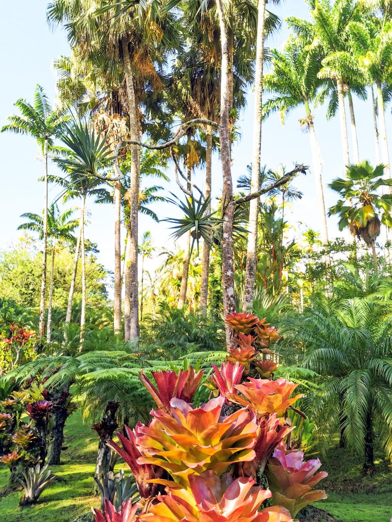 plantes jardin de balata