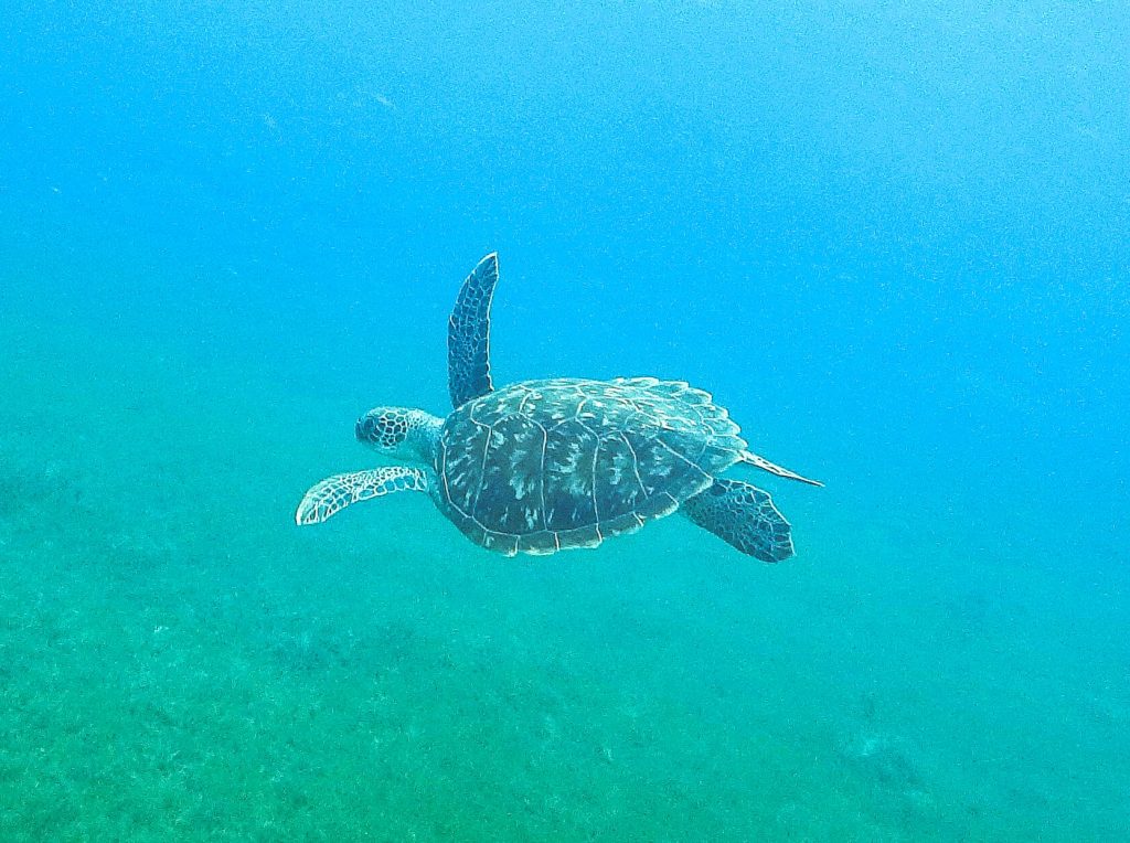 tortue en Martinique