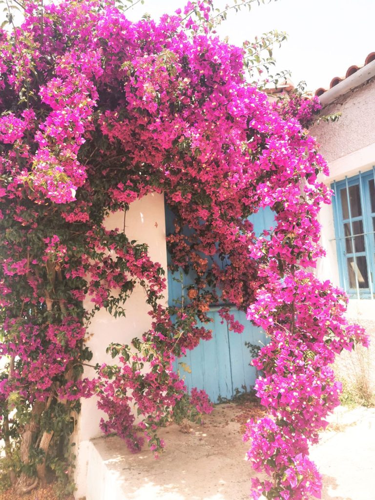 Bougainvillier à Fiskardo