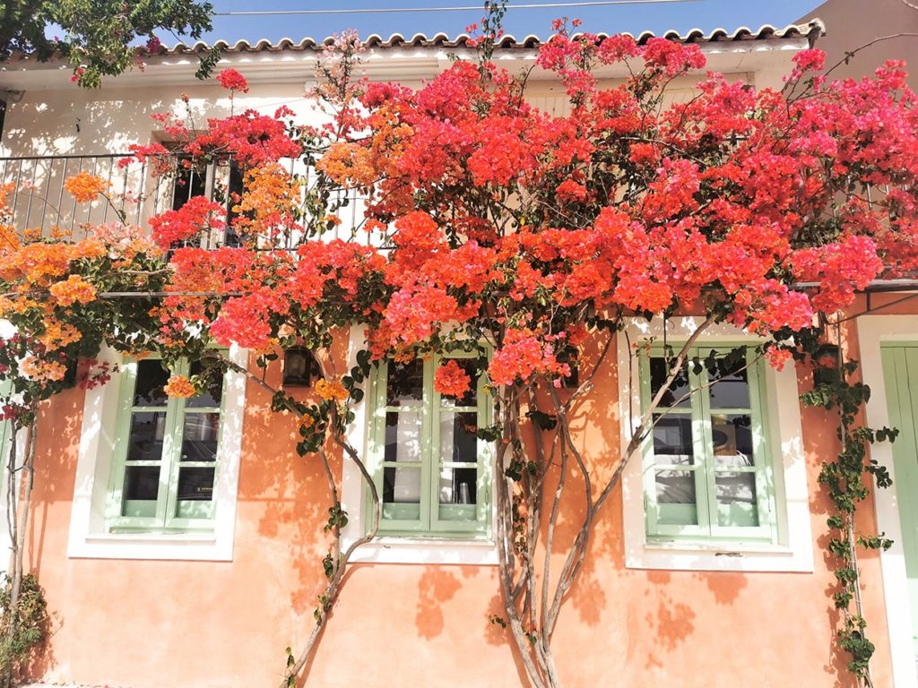 Fleurs dans le village de Fiskardo