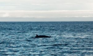 Baleine en Islande Husavik