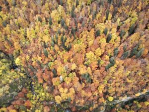 Foret aux couleurs d'automnes Jura